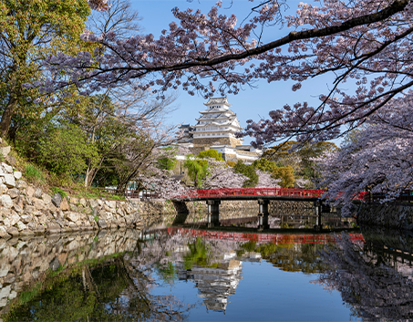 Sakura Season Japan